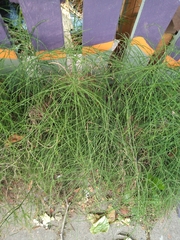 Equisetum arvense