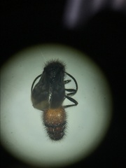 Dasymutilla scaevola