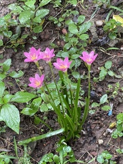 Zephyranthes rosea
