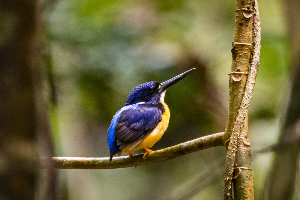 Papuan Dwarf-Kingfisher (Ceyx solitarius) photo