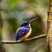 Papuan Dwarf Kingfisher - Photo (c) David Bishop, some rights reserved (CC BY-NC), uploaded by David Bishop