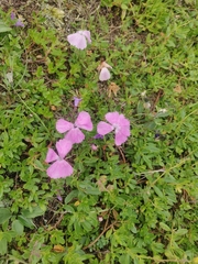 Dianthus alpinus