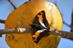 Adelpha thesprotia