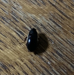 Loboptera