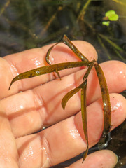 Potamogeton compressus