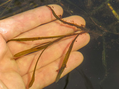Potamogeton compressus
