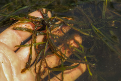 Potamogeton compressus