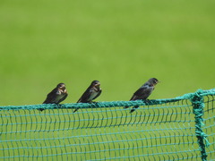 Hirundo rustica