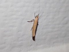 Ypsolopha