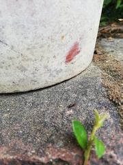 Camponotus lateralis