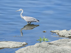 Ardea cinerea