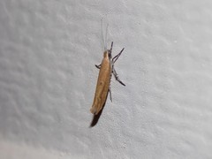 Ypsolopha