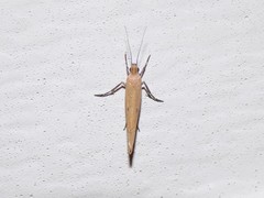 Ypsolopha