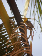 Ploceus sakalava