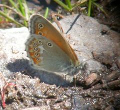 Coenonympha amaryllis