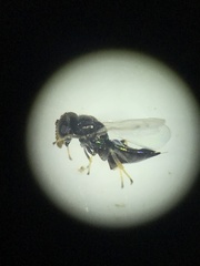 Pirenidae