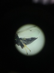 Pirenidae
