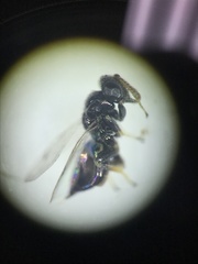 Pirenidae