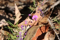 Hardenbergia