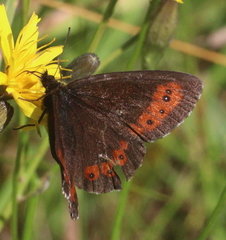 Erebia ligea