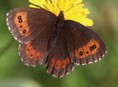Erebia ligea