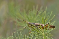 Stethophyma lineatum