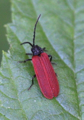 Pyropterus nigroruber