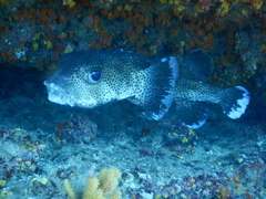 Chilomycterus reticulatus