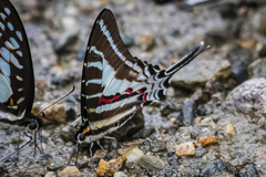 Graphium aristeus
