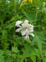 Ripariosida hermaphrodita