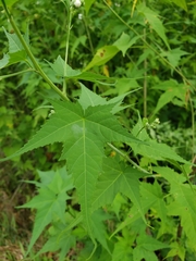 Ripariosida hermaphrodita