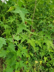 Ripariosida hermaphrodita