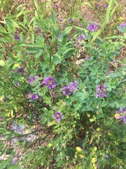 Bituminaria bituminosa