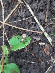 Floronia bucculenta