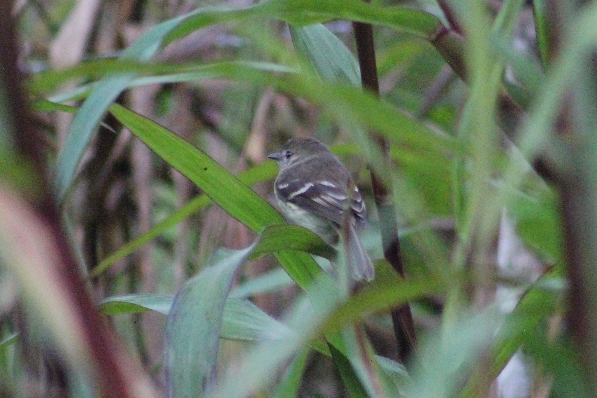 Olive-chested Flycatcher (Myiophobus cryptoxanthus), photo 7