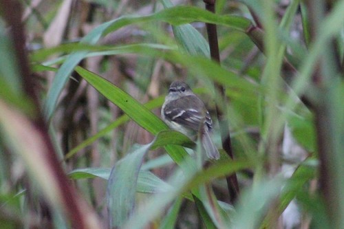 Olive-chested Flycatcher (Myiophobus cryptoxanthus), photo 5