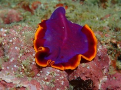 Pseudoceros ferrugineus