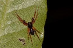 Battalus