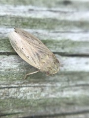 Negosiana dualis