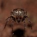 Australian Ladder-web Spiders - Photo (c) Nick Lambert, some rights reserved (CC BY-NC-SA), uploaded by Nick Lambert
