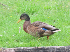 Anas platyrhynchos