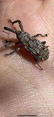 Orthorhinus