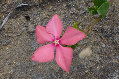 Catharanthus