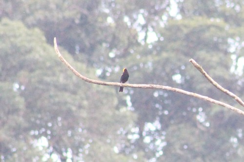 Epaulet Oriole (Icterus cayanensis), photo 3
