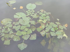 Nymphaea candida