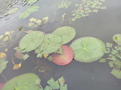 Nymphaea candida