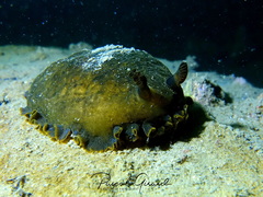 Dendrodoris temarana