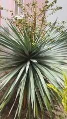 Dracaena draco