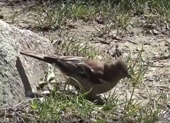 Fringilla coelebs