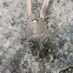 Holcostethus albipes